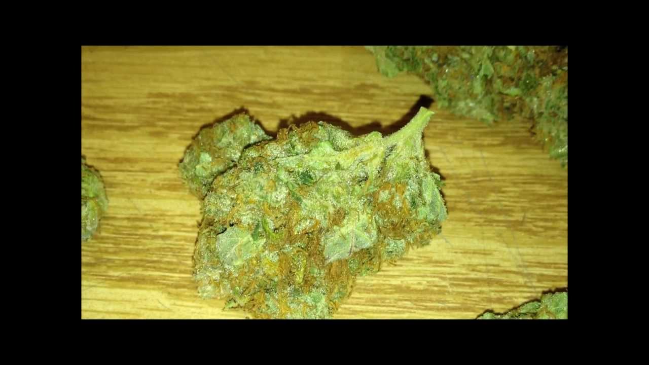 Chocolope DNA Genetics