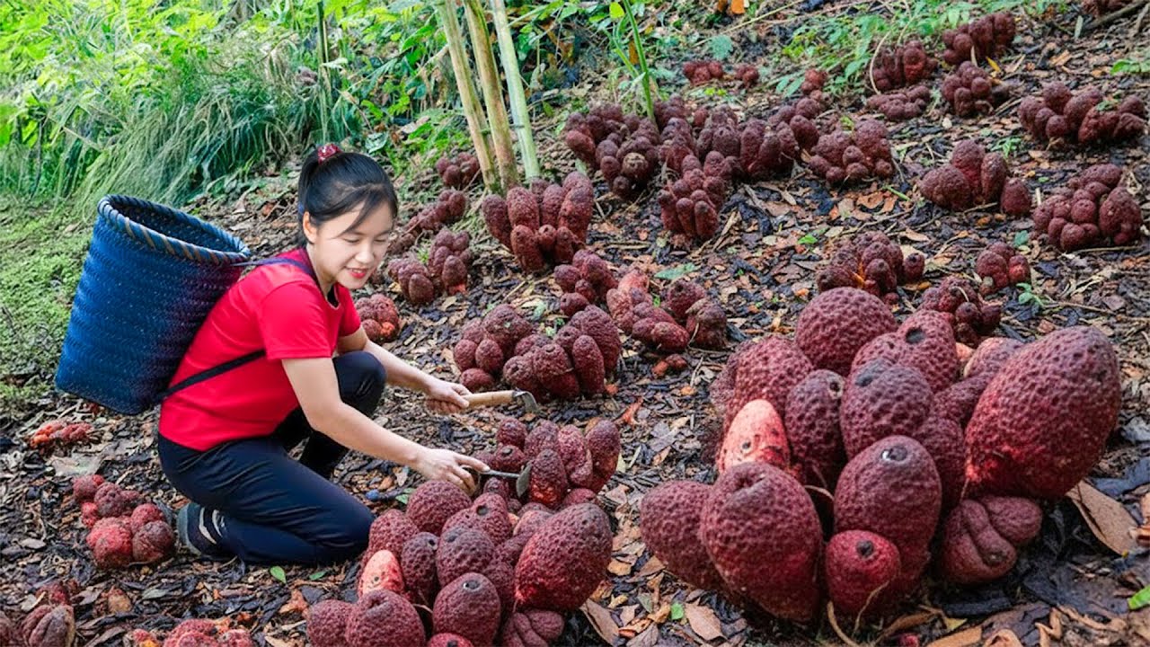 TIMELAPSE — Harvesting Many “Ngọc Cẩu” Mushrooms in the Forest & Goes to Market Sell – Rural Cooking