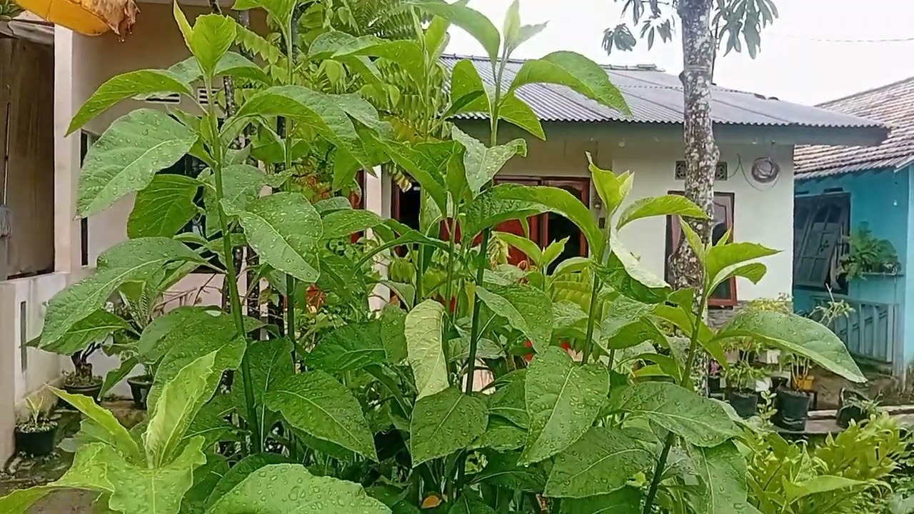 Manfaat Herbal Daun Sambung Nyawa (Gynura procumbes) untuk kesehatan