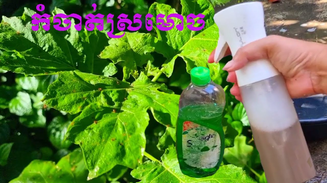 How to get rid of ants or insects from crops, វិធីកម្ចាត់ស្រមោច ឬសត្វល្អិតចេញពីដំណាំ
