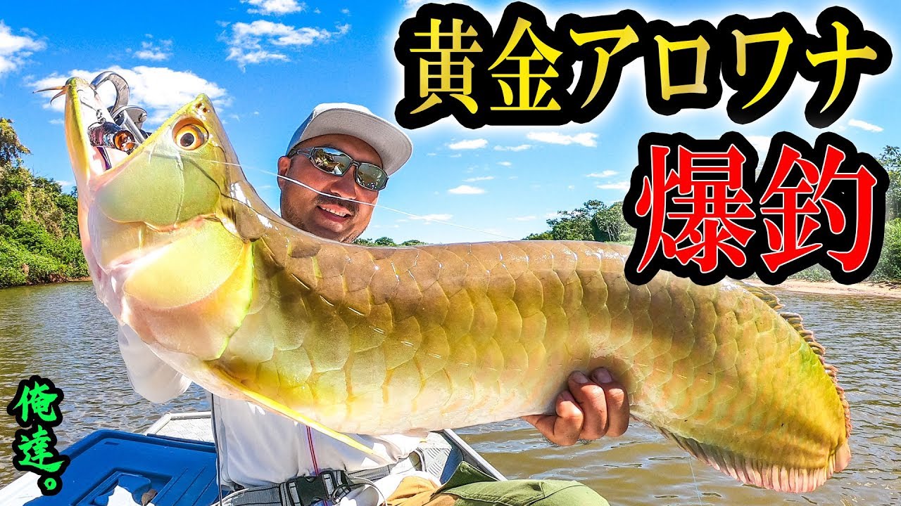 高級アロワナが釣れまくる方法を見つけた！【貴重映像】
