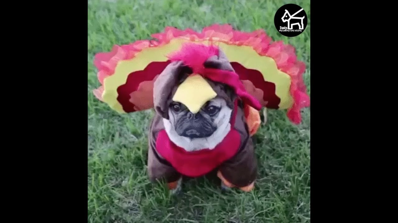 6 Foods You Can Feed Your Dog on Thanksgiving