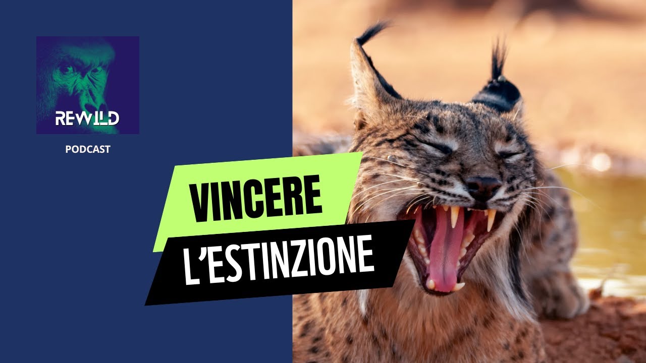 Specie che hanno vinto l'estinzione! ✨🇪🇸 #spagna #lince #conservazione #wwf