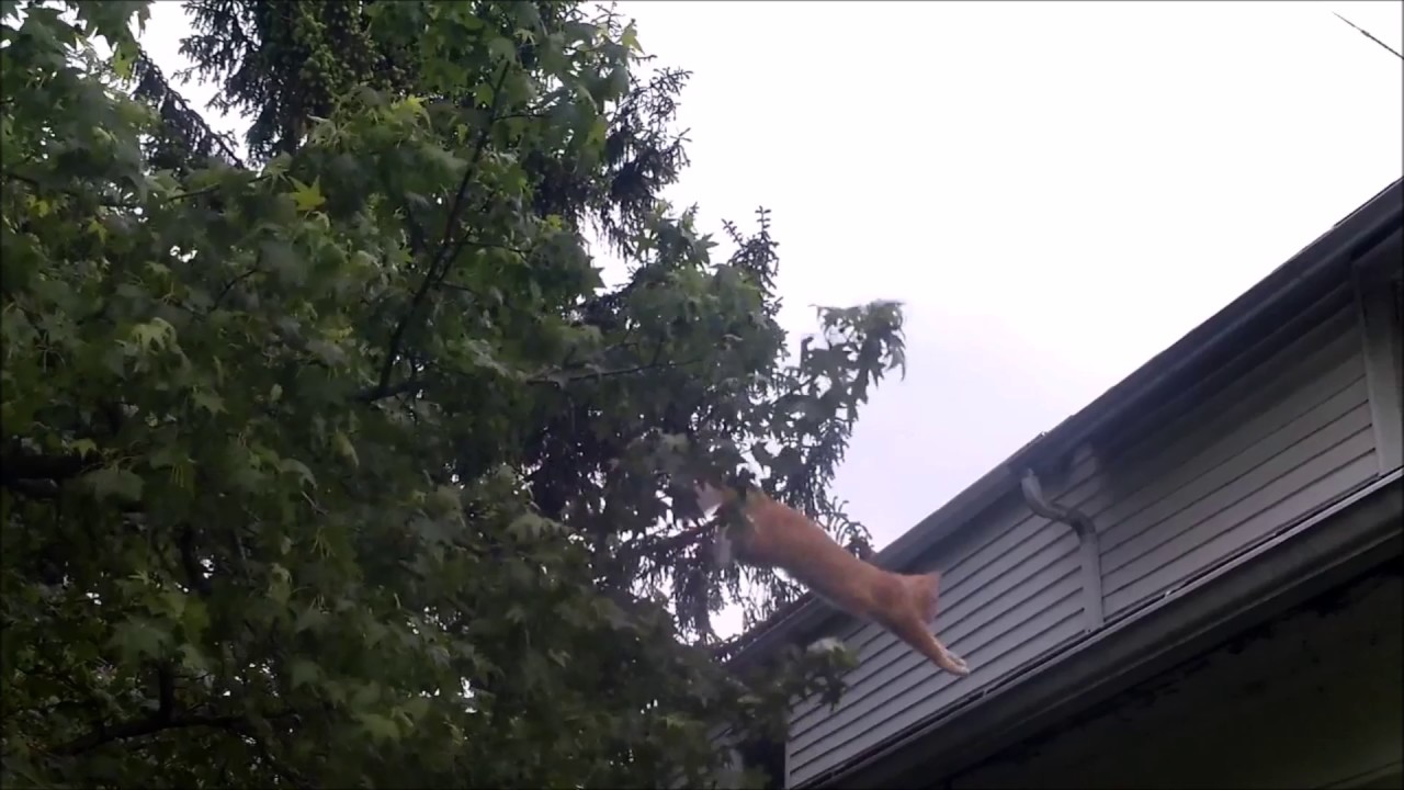 My neighbor's cat jumping on my roof