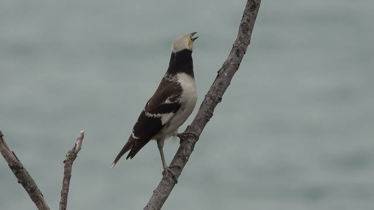 20260305《白頭椋鳥》C0005