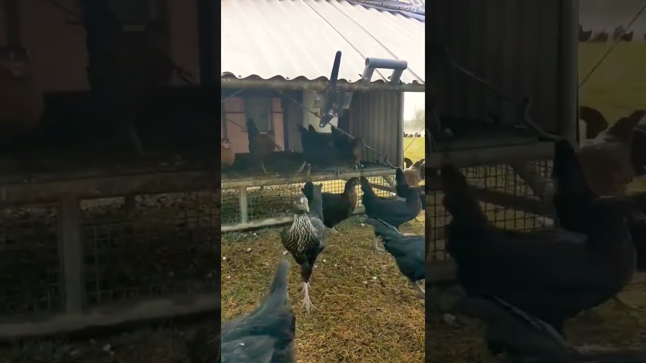 Pullets hens free range farm #pullets #hen #shorts