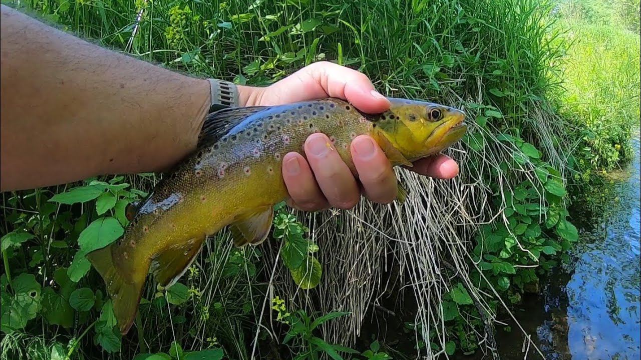 Iowa Driftless, Trout and a Snake: S. Bear, French, and Paint Creeks