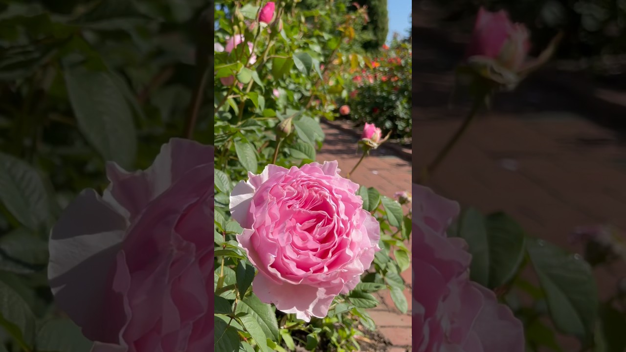 Scentuous rose (Evers/Tantau) at Portland International Rose Test Garden #roses #flowers