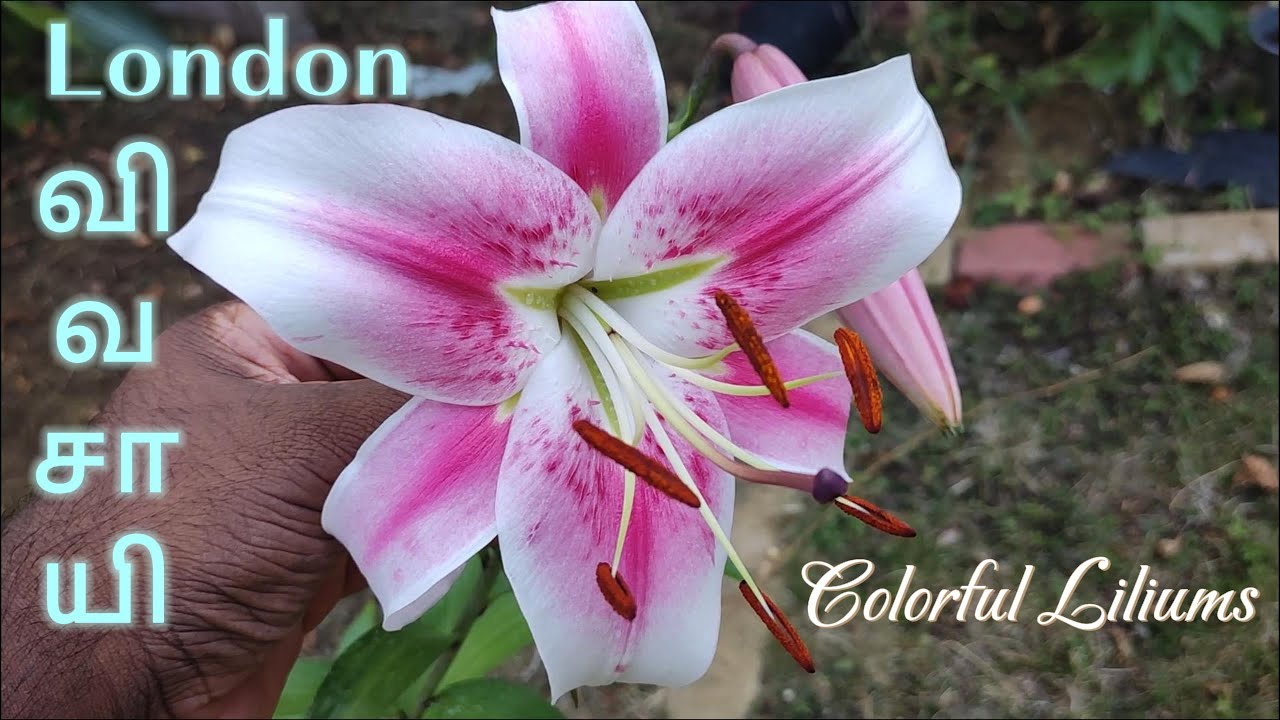 மிகுந்த மணம் வீசும் லில்லி மலர்கள் 🌸 | பீச் & பிளம் அப்டேட் | சன்ஃப்ளவர் வளர்ச்சி | லண்டன் விவசாயி