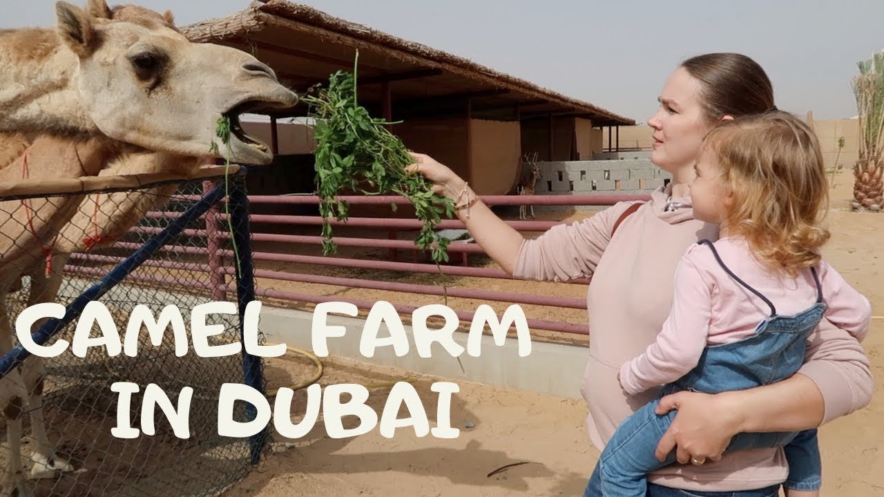 Camel Farm in Dubai. Have you ever seen a deer in the desert???