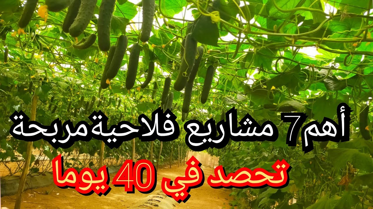 أهم7 مشاريع فلاحية مربحة جدا وغير مكلفة وتحصد في 40 يوما