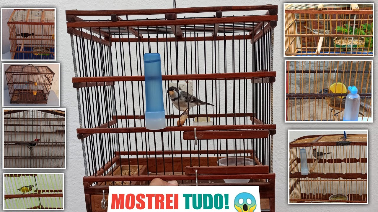 Mostrando todos os meus | PÁSSAROS vídeo ATUALIZADO!