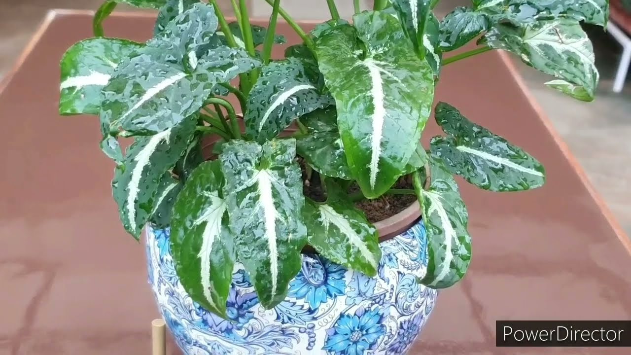 Syngonium Wendlandii  Care & Fertilizer
