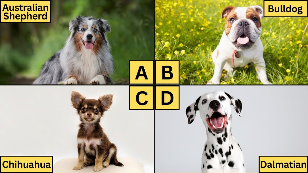 ABC Dogs | Learn Alphabet from A to Z | Dog Breeds for Kids