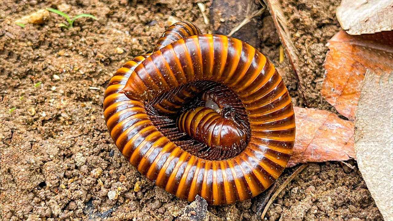 The Best Skill Insect Hunting Moments Around My Home! 😳 Millipedes , Snails , Red Millipede