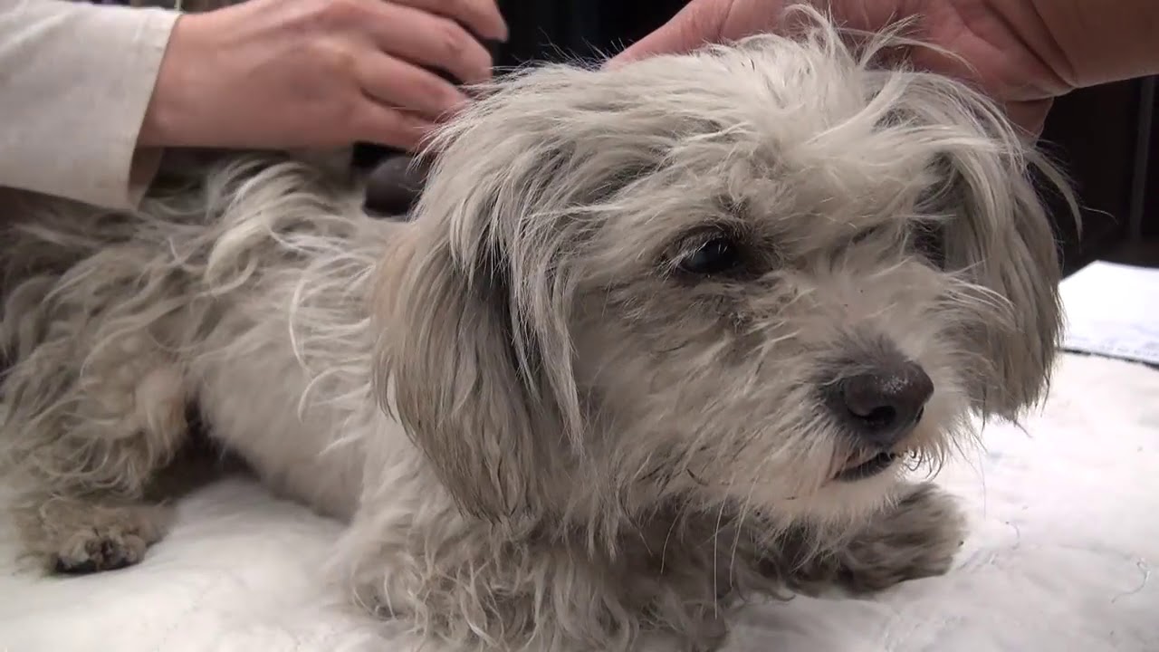 A frightened homeless dog gets rescued during a firework display   Please share