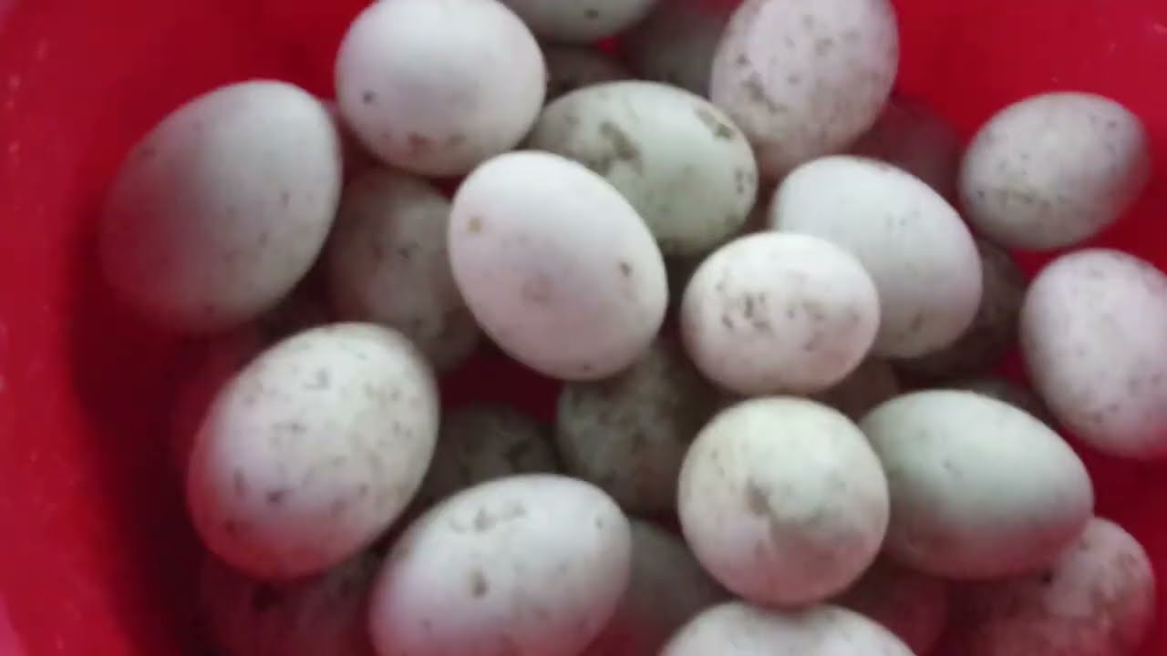 আলহামদুলিল্লাহ ,  ডিমের হাঁস গুলো ডিম দেওয়া শুরু করেছে।। 