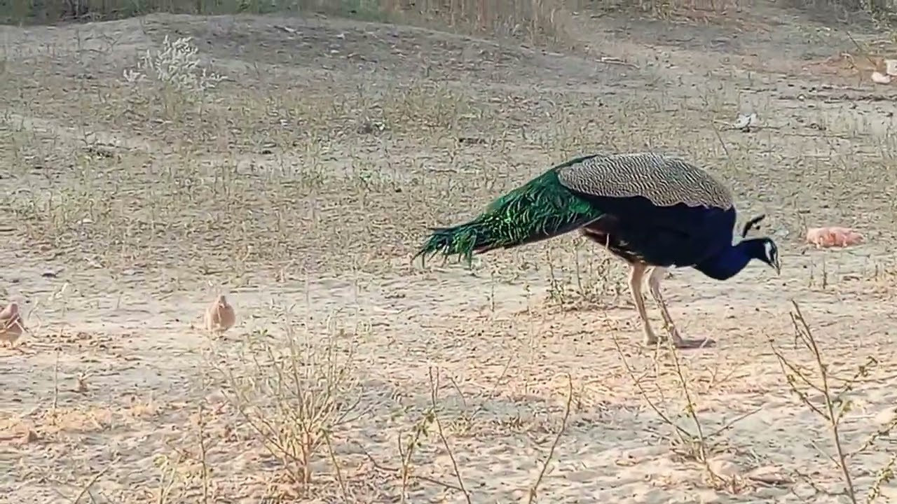 #birds#lifeisbutadream #ihavethisthingwithplants #wildlife #whowillbemylifepartnerta #peacock 