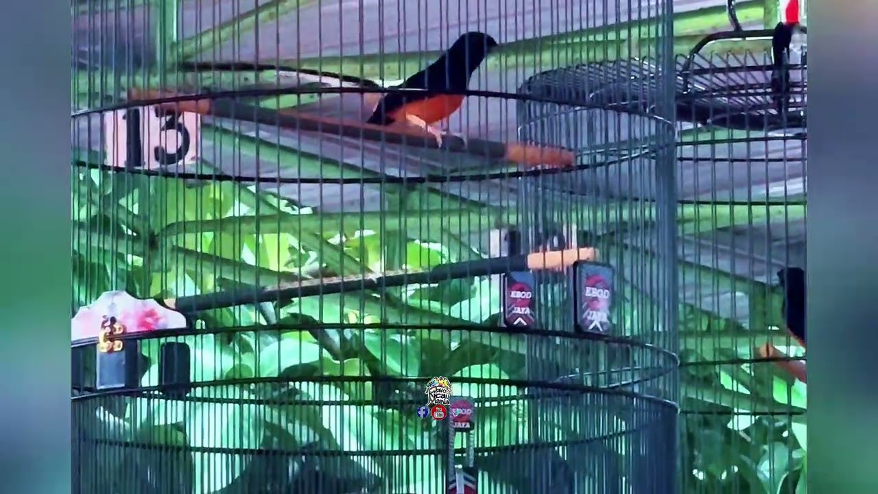 #asmr #muraibatu #birdsinging 