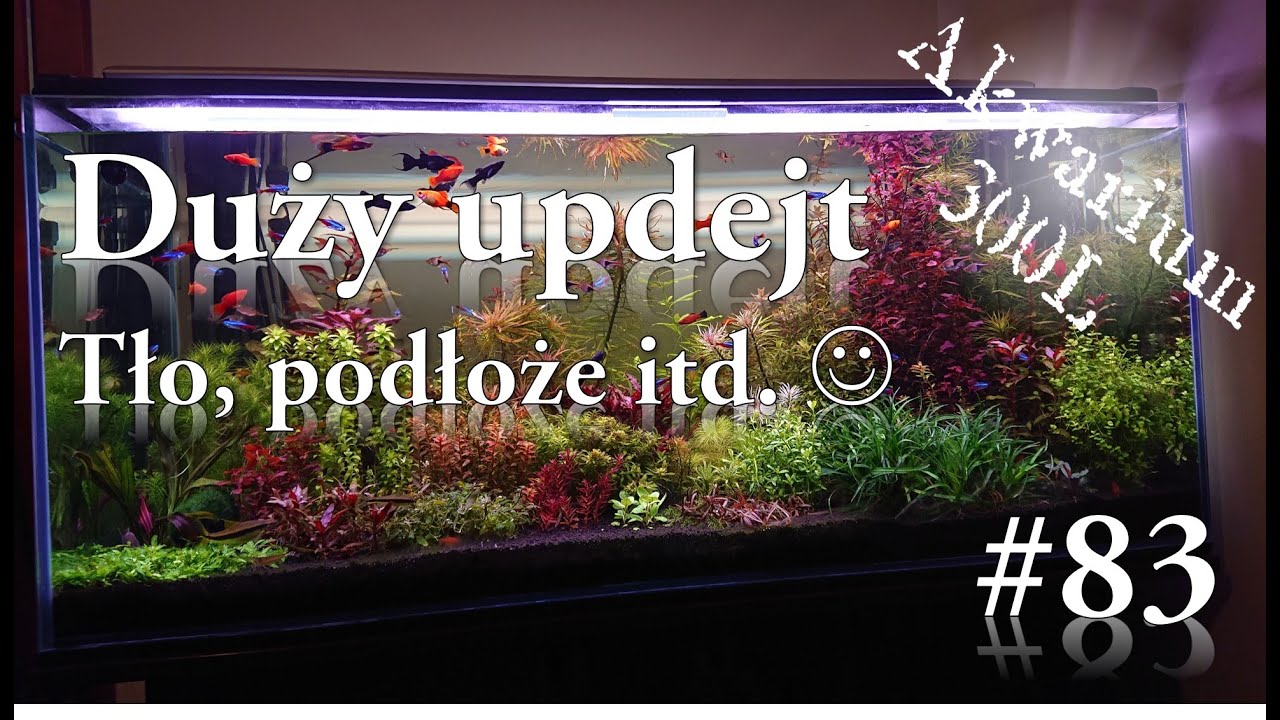 Akwarystyka - 083. Duuży updejt - tło, filtry o podłożu itd :D