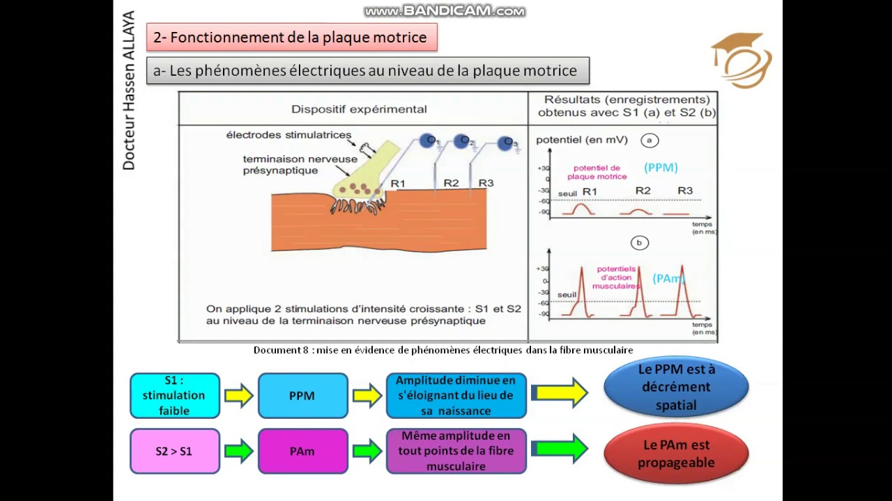 SVT-Fonctionnement du muscle squelettique-Part II-Fonctionnement de la plaque motrice-Eclass Academy