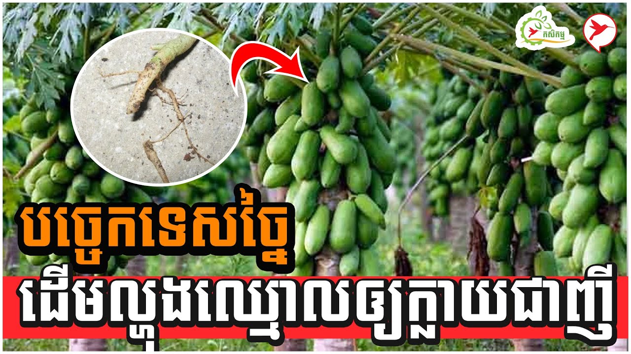 បច្ចេកទេសច្នៃដើមល្ហុងឈ្មោលឲ្យក្លាយជាញី | កម្មវីធីកសិកម្ម