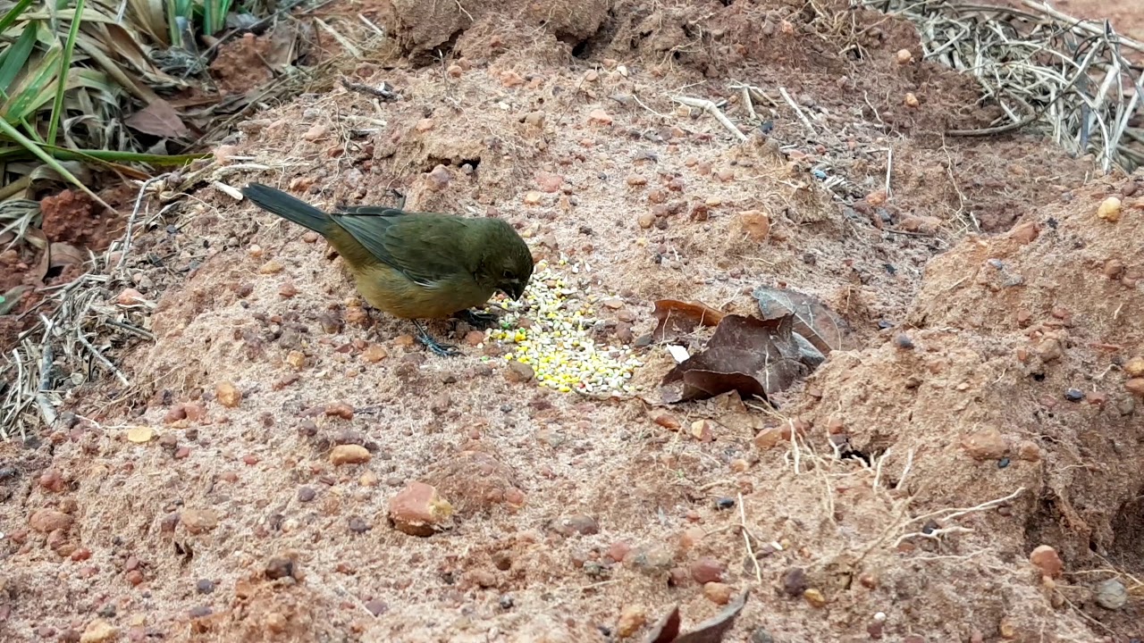 curi&oacute;  mateiro solto na natureza - Pimenta Bueno - RO