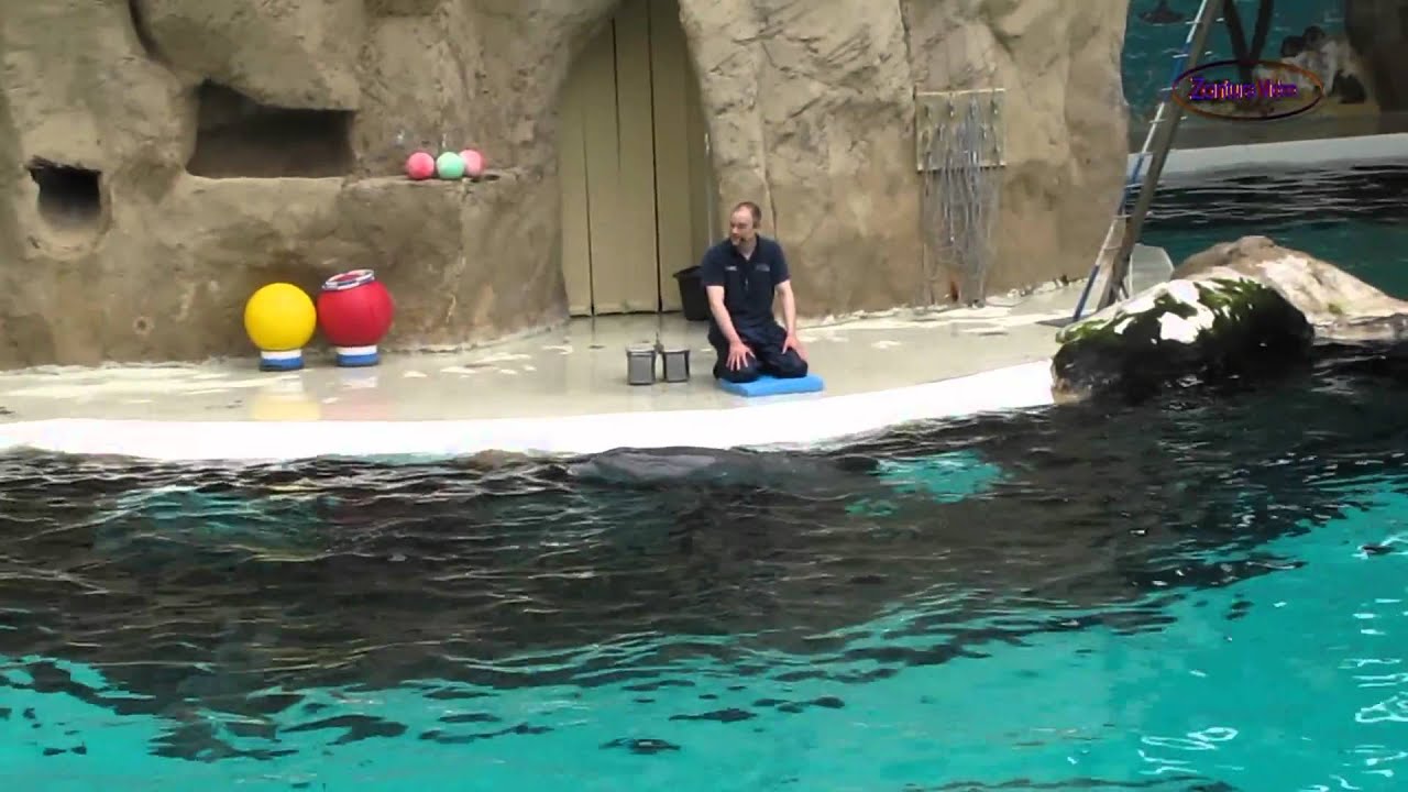 Delphinarium Duisburg Zoo Komplette Show Teil 1