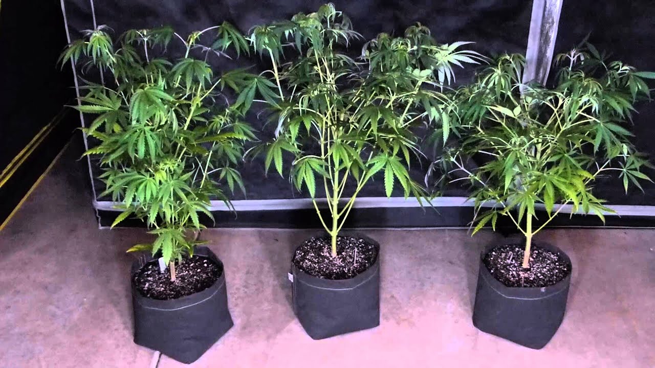 La Plata Labs - Buddhas Delight Cannabis Grow - Update 8 Presented by TheSocialGrow.com