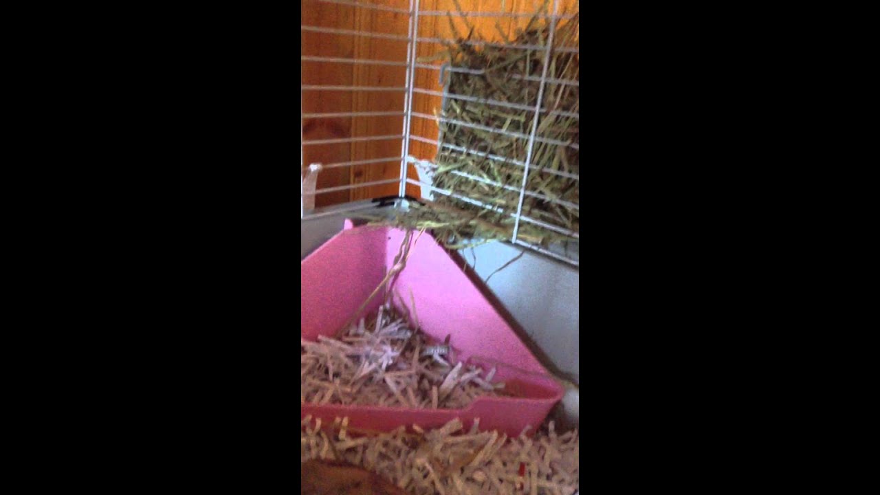 S'occuper d'un lapin bélier 🐰