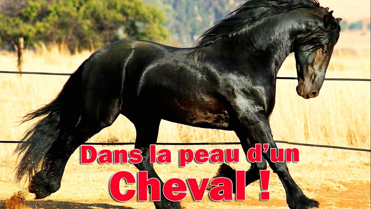 DANS LA PEAU D'UN CHEVAL ! (11) / ARK Survival Evolved [FR] (Play as Dino Equus)