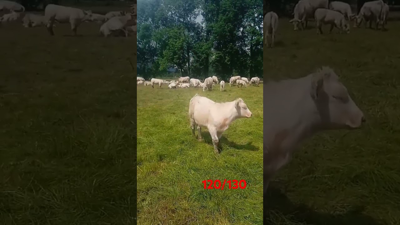 On sort les dernières vaches 
