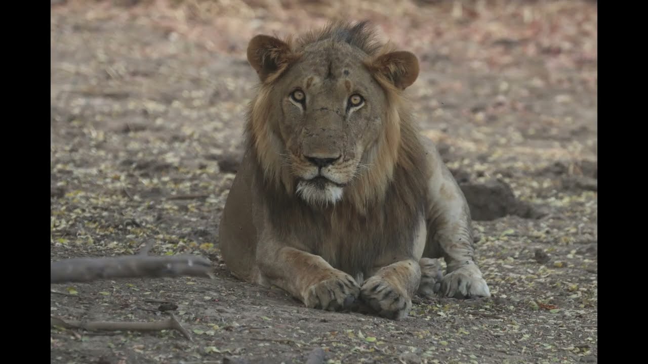 Highlights of Zakouma NP Chad