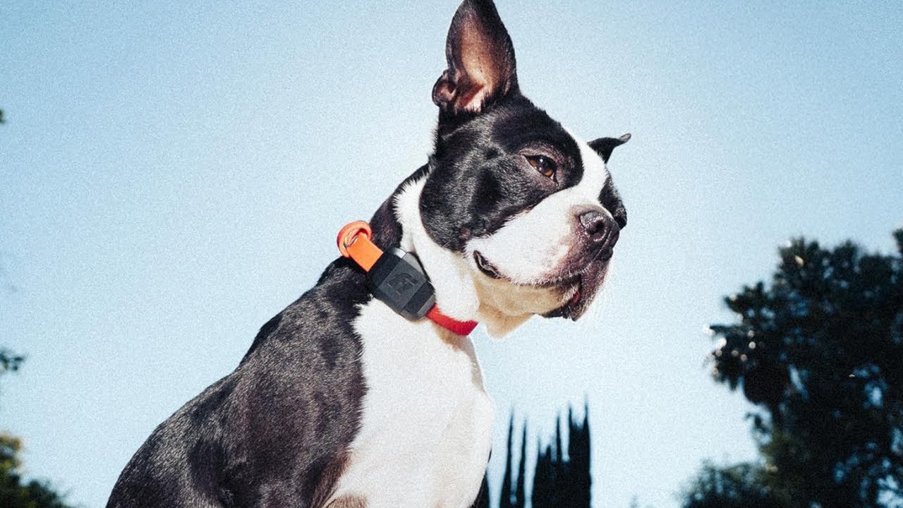 Tiny but Powerful! 🤏 Fi Mini GPS Tracker for Dogs Review
