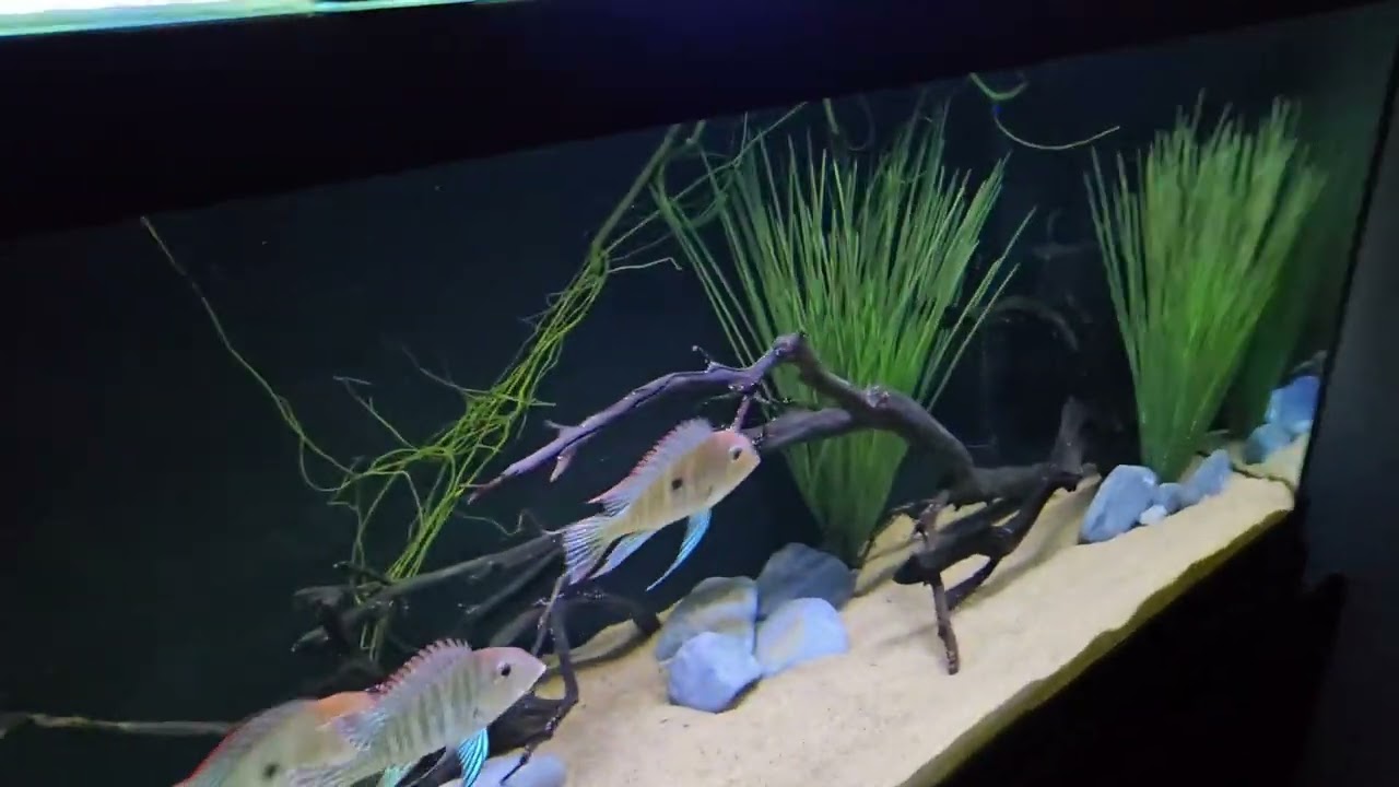 Rescaped the 125 geophagus tank 