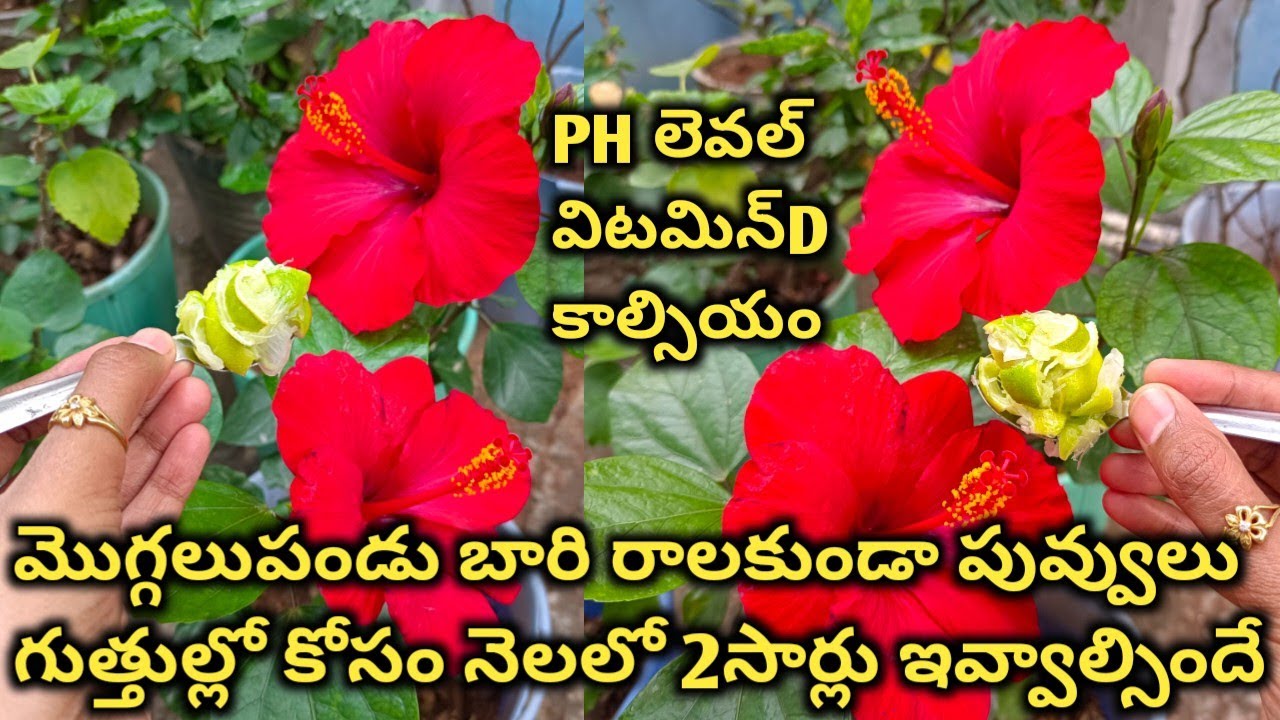 వేసవికాలానికి ముందు అన్ని రకాల మొక్కలకి గుత్తుల్లో మొగ్గలు కోసం మట్టిభాగంలో నెలకి 2సార్లు అందించండి