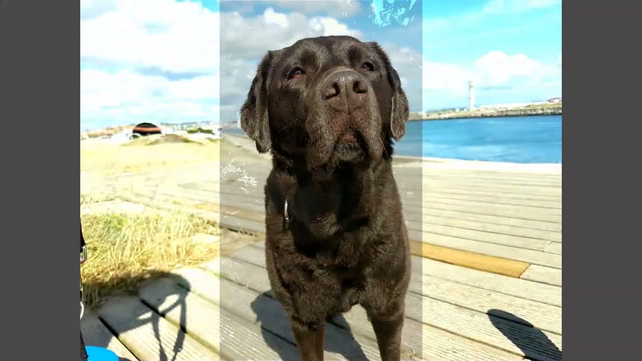 Labrador Female Chocolate (01)