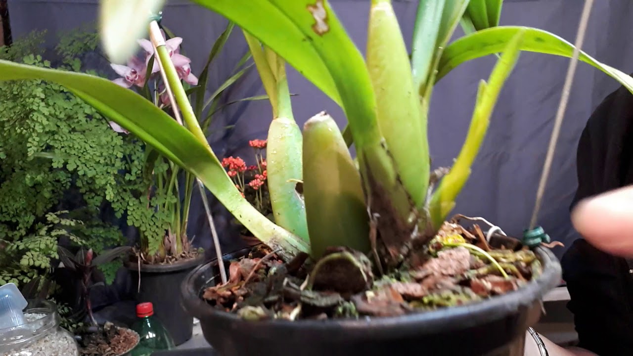 COMO É A ORQUÍDEA CHUVA-DE-OURO (Oncidium), COMO PLANTAR