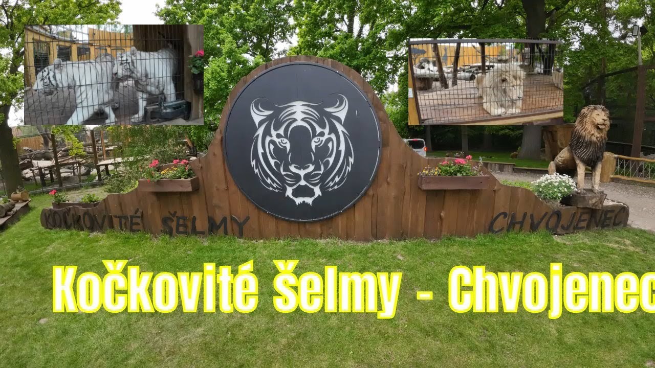 Kočkovit&eacute; &scaron;elmy Mini zoo Chvojenec