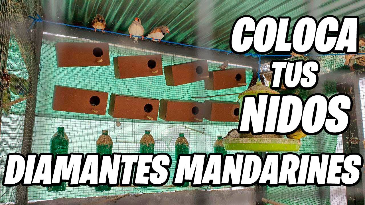 Como APORTAR MATERIAL a Tus Nidos y COLOCAR En Tu Voladera | Pájaros Exóticos | La Huerta De Alber