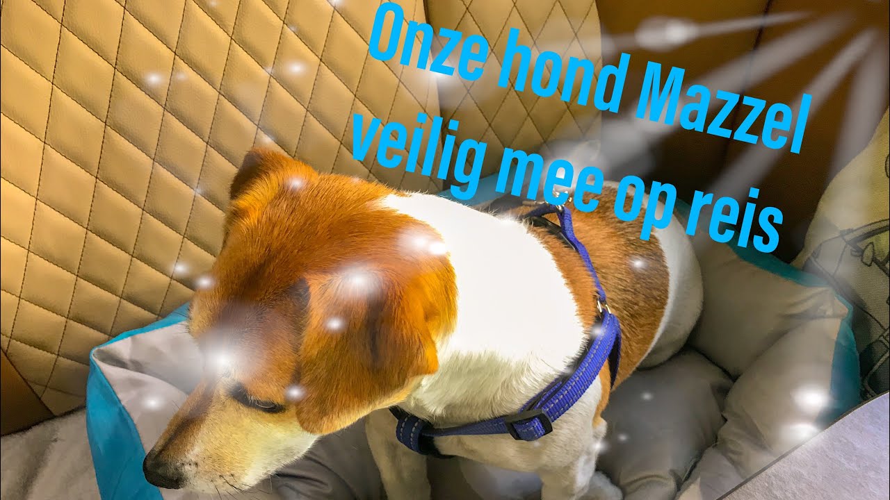 Onze hond Mazzel veilig mee op reis