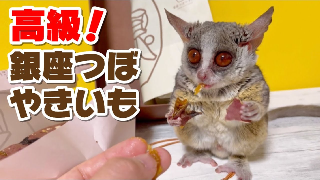 【高級食品】銀座つぼやきいもを食べる贅沢なお猿【ショウガラゴのピザトル】Pizzatoru the Bushbaby