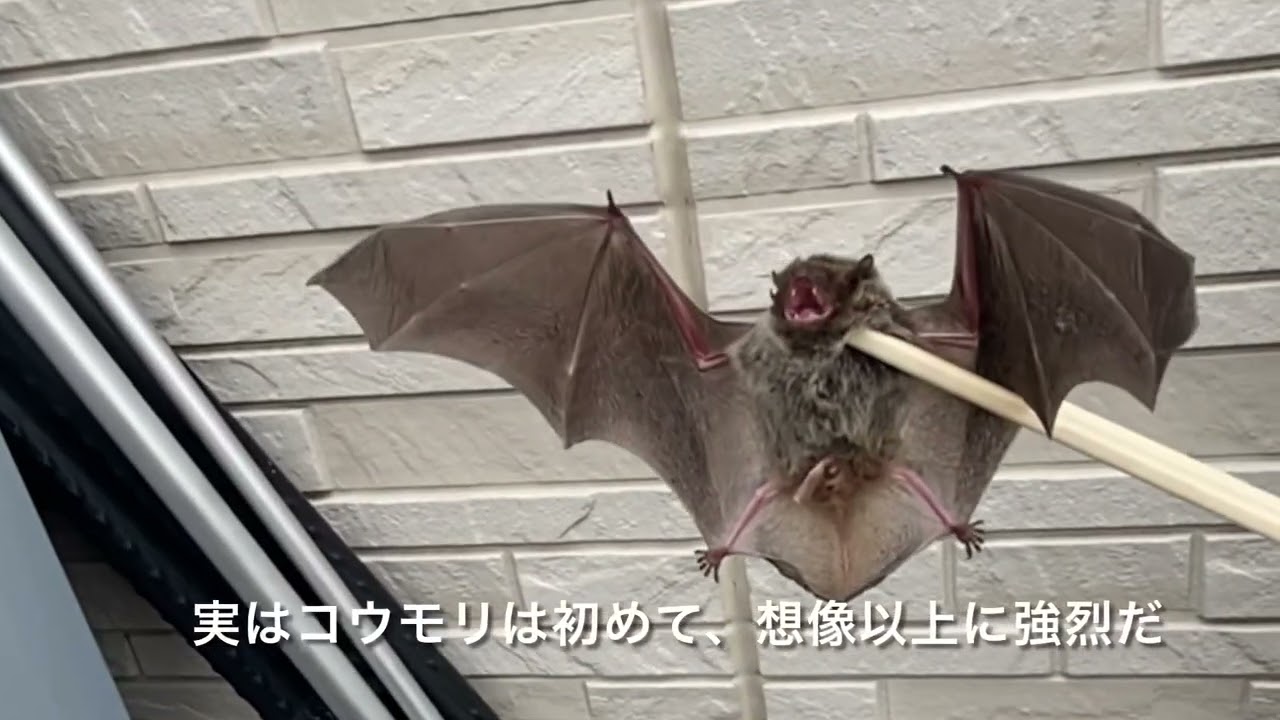 コウモリとの戦い　アブラコウモリ