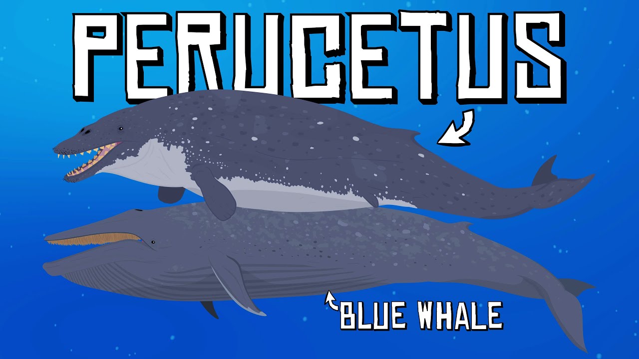 This New Extinct Whale Was Thought to Have Been Bigger Than a Blue Whale
