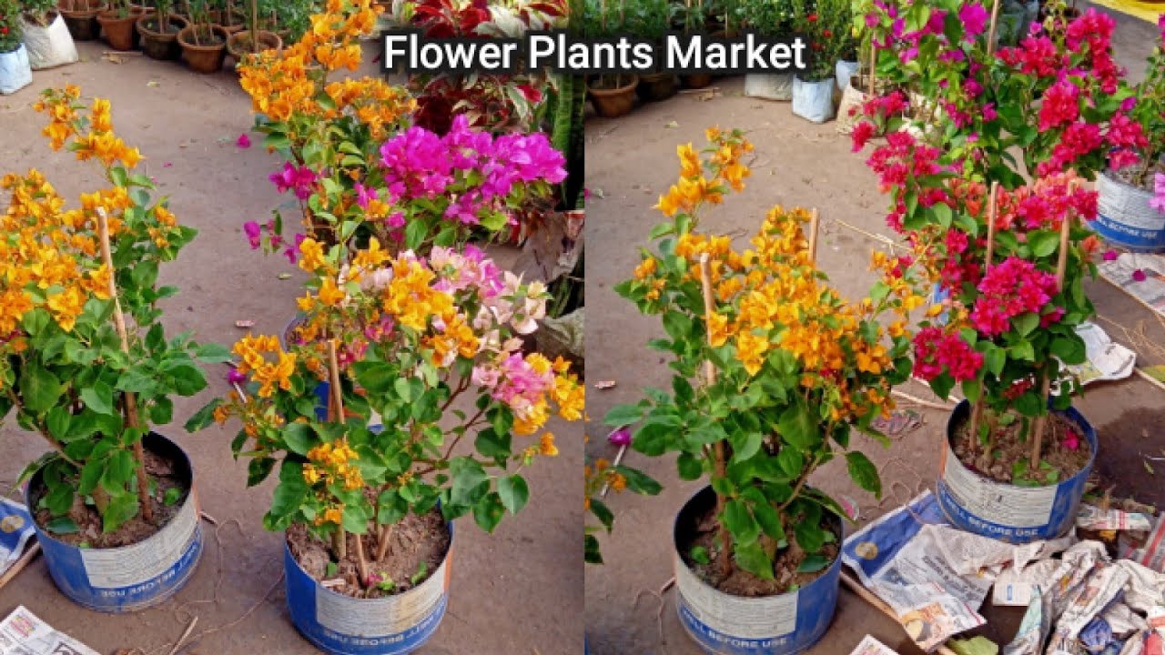 Tala Hat At Galiff Street || Flower Plants Market Visit & Prices Of Bougainvillea Pitunia Baby Doll