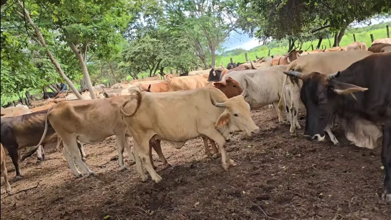 CAMBIANDO EL  GANADO DE  POTREROS🐃🐂🐄