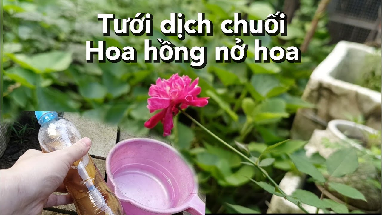 Tưới nước dịch chuối cho cây hoa hồng 2 tháng tuổi đã ra hoa ra nụ.
