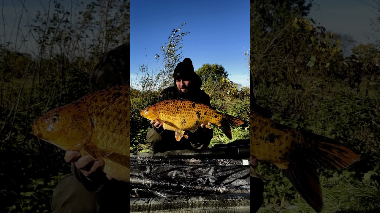 Autumn carpfishing🫡 