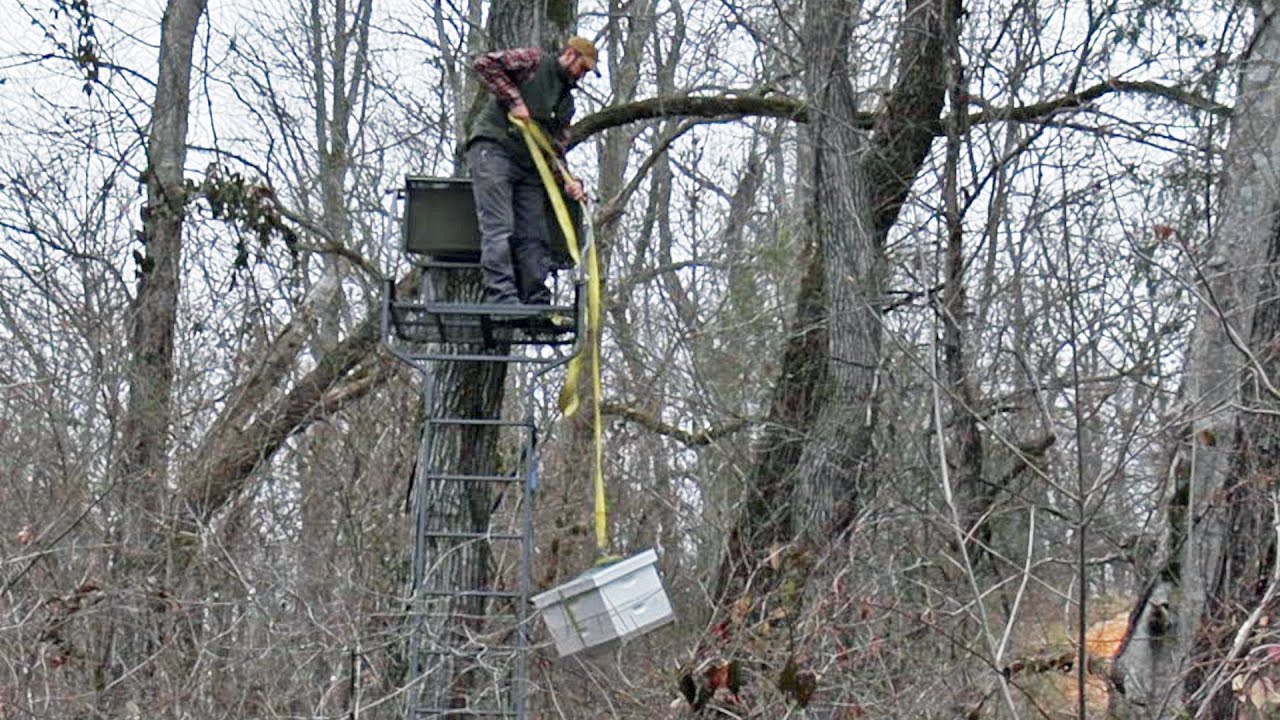 Where To Put Swarm Traps - Swarm Trapping #3