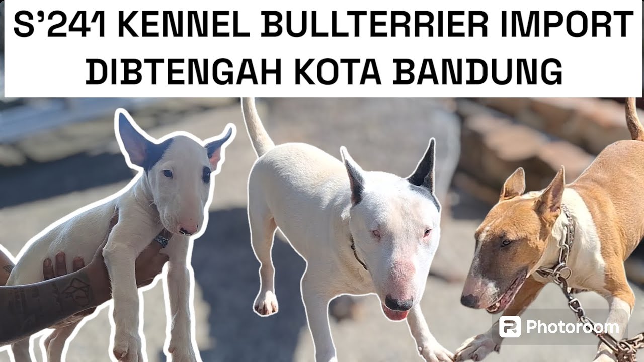 KENNEL BULLTERRIER BLOODLINE IMPORT S'241 KENNEL ‼️ BULLTERRIER SI KEPALA PISANG & TELOR ‼️